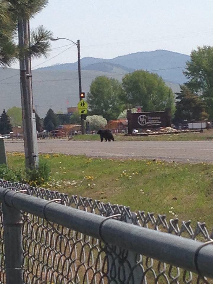 Bear spotted near Target Range School - KRTV | Great Falls ...