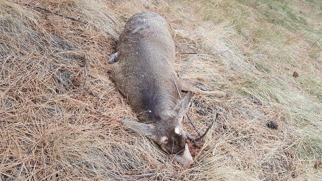 Mule deer buck with antlers removed and left to waste in Brennan Creek, in the Skalkaho area east of Hamilton.  Please 1800-TIP-MONT with information. (FWP photo)